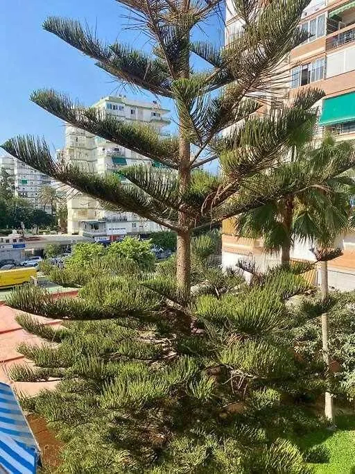 Apartment Estudio Rodri By Solymar Holiday Torre Del Mar Spain